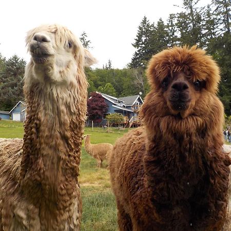 Oceanfront Studio/Loft: Alpacas, Oysters & Kayaks شيلتون المظهر الخارجي الصورة