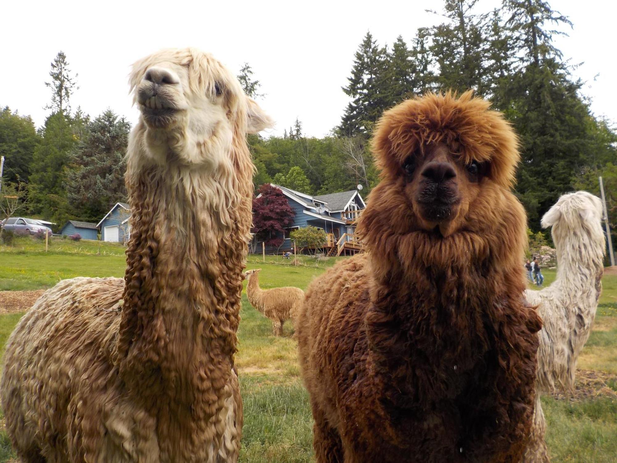 Oceanfront Studio/Loft: Alpacas, Oysters & Kayaks شيلتون المظهر الخارجي الصورة