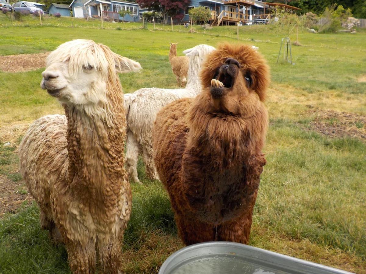 Oceanfront Studio/Loft: Alpacas, Oysters & Kayaks شيلتون المظهر الخارجي الصورة