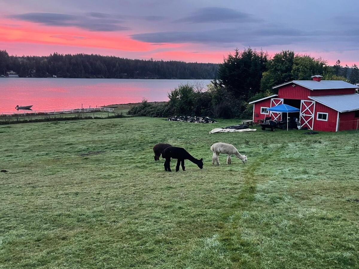 Oceanfront Studio/Loft: Alpacas, Oysters & Kayaks شيلتون المظهر الخارجي الصورة